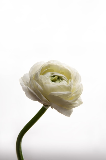 Foto de close-up universal Uma flor de Ranunculus Foto vertical Imagem em um quadro