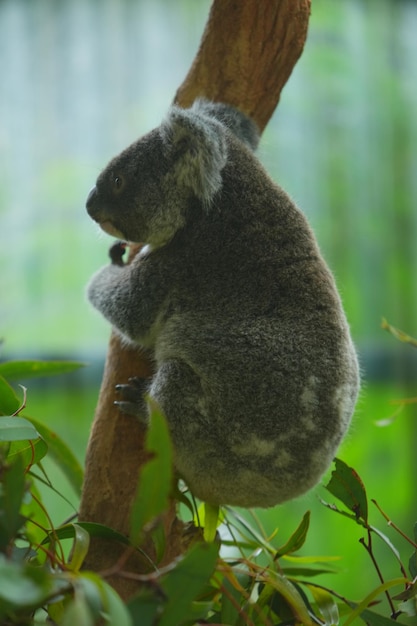 Foto de coala em uma árvore de eucalipto na Austrália.