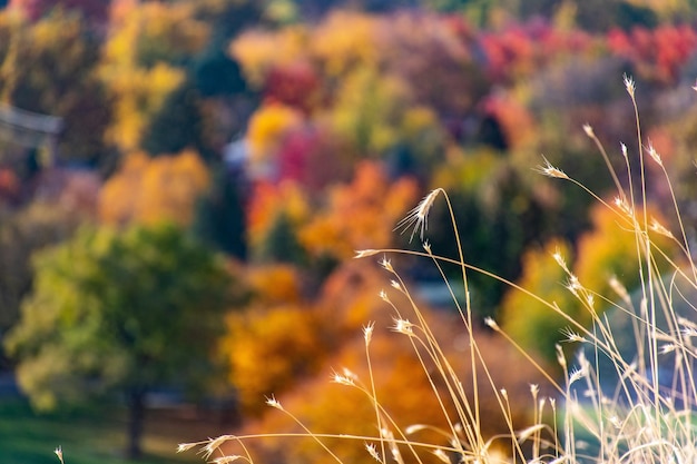 Foto de cores de outono Foto