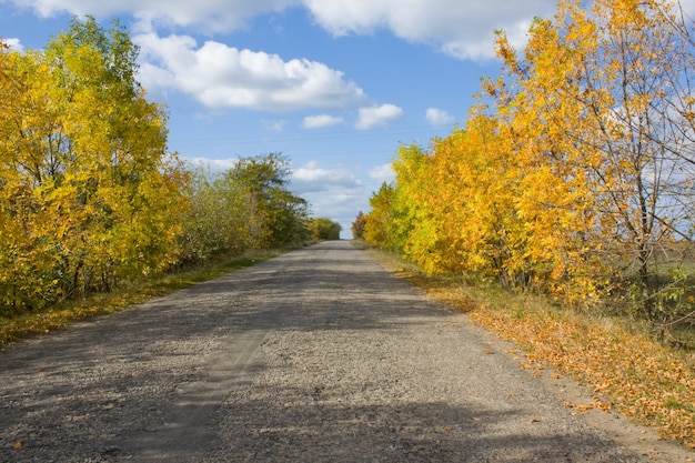 Foto de estrada de outono com árvores amarelas