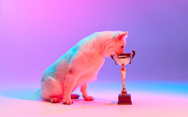 Foto de estúdio campeão de cão pastor suíço branco posando com troféu isolado sobre gradiente rosa