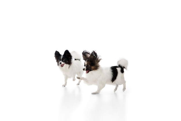 Foto de estúdio de cães papillon engraçados, isolados no fundo branco do estúdio