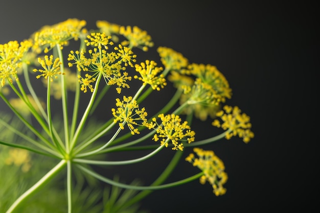 Foto de estúdio de endro florido anethum graveolens