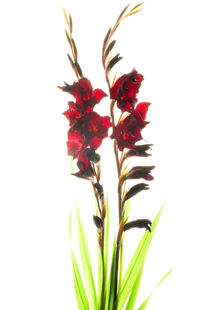Foto de estúdio de Gladiolus colorido vermelho isolado no fundo branco. Macro.