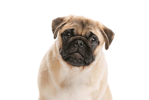 Foto de estúdio de pug de cachorro de raça pura posando isolado sobre fundo branco olhando atentamente para a câmera