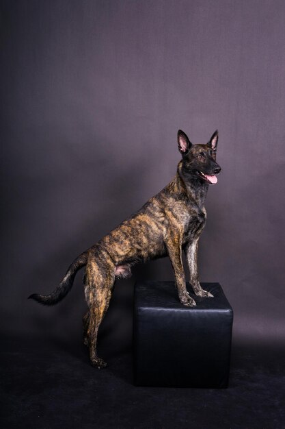 Foto de estúdio de um adorável cão de raça misturada sentado em fundo preto