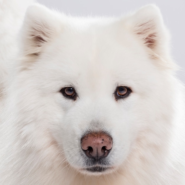 Foto de estúdio de um cão Samoyed expressivo isolado em um ambiente neutro