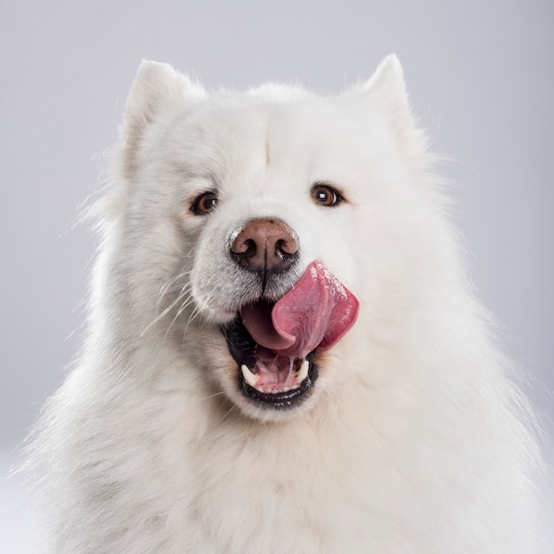 Foto de estúdio de um cão Samoyed expressivo isolado