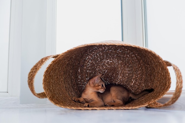 Foto de estúdio de um gatinho abissínio bonitinho brincando na cesta em casa fundo de janela branca