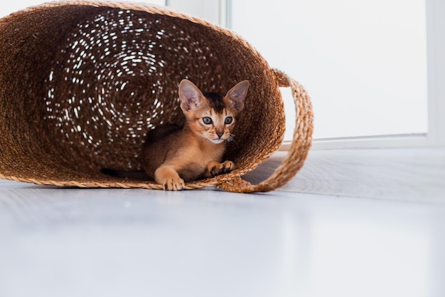 Foto de estúdio de um gatinho abissínio bonitinho brincando na cesta em casa fundo de janela branca