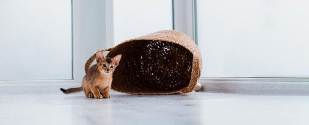 Foto de estúdio de um pequeno gatinho abissínio fofo que fica na cesta em casa fundo de janela branca