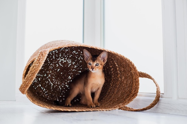 Foto de estúdio de um pequeno gatinho abissínio fofo que fica na cesta em casa fundo de janela branca