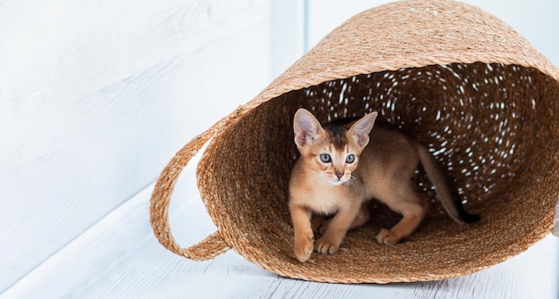 Foto de estúdio de um pequeno gatinho abissínio fofo que fica na cesta em casa fundo de janela branca