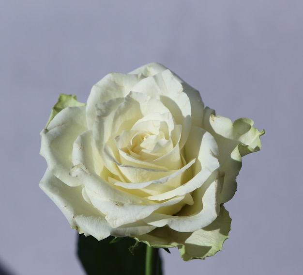 foto de estúdio de uma rosa branca isolada em um fundo cinza suave