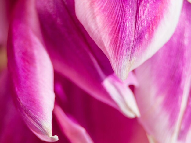 Foto de estúdio desfocada de macro de flor de tulipa colorida magenta com foco seletivo
