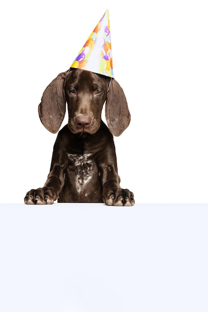 Foto de estúdio do lindo cão de raça pura weimaraner posando no chapéu de aniversário isolado sobre o branco