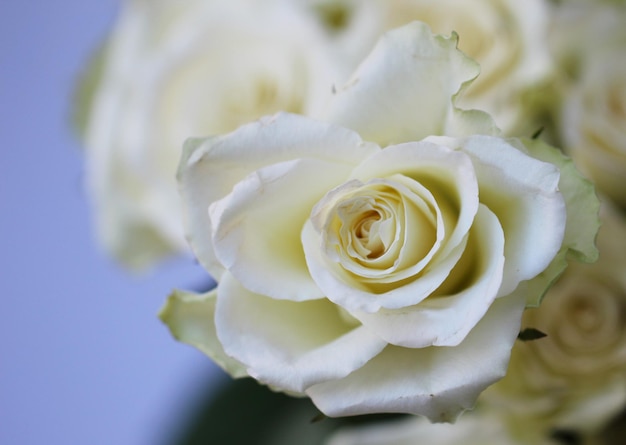 Foto de estúdio superior frontal de uma rosa branca com foco seletivo em um buquê em um fundo cinza suave