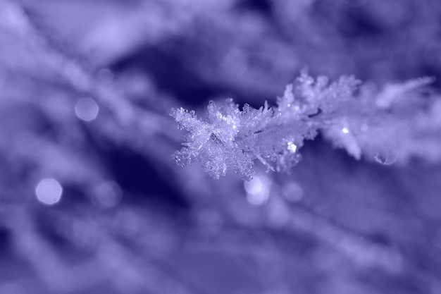 Foto de flocos de neve reais em condições naturais a baixas temperaturas tingidas na cor do ano muito peri