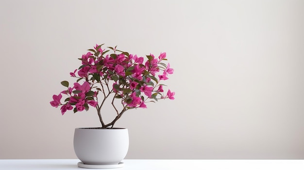 Foto de flor buganvília em vaso isolado em fundo branco