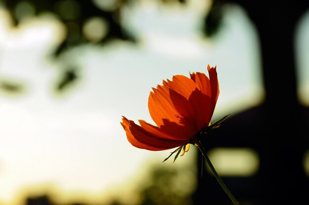 Foto foto de flor com fundo desfocado