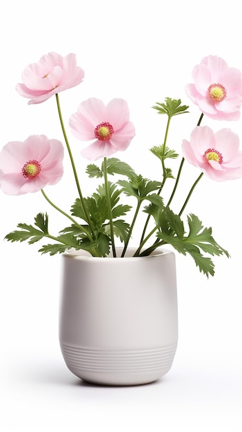 Foto de flor de anêmona em vaso isolado em fundo branco