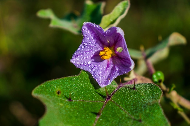 foto de flor de berinjela selvagem