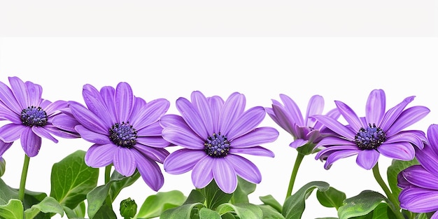 Foto de flor de Cineraria PNG isolada em fundo branco