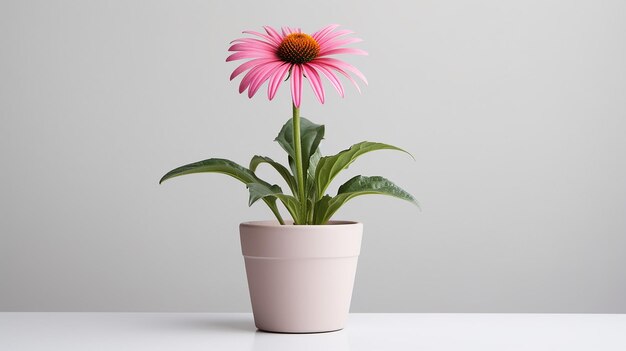 Foto foto de flor de equinácea em vaso isolada em fundo branco