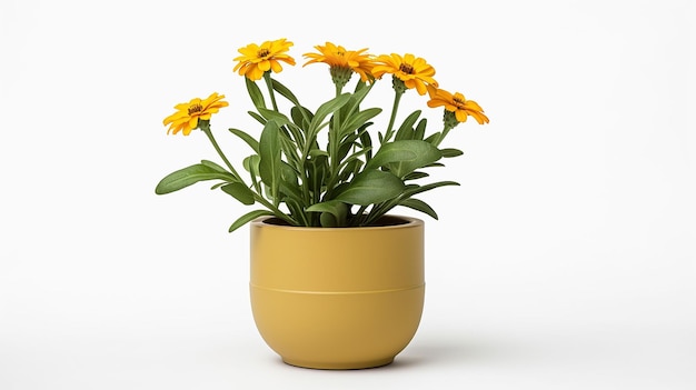 Foto de flor de espirro em vaso isolado em fundo branco