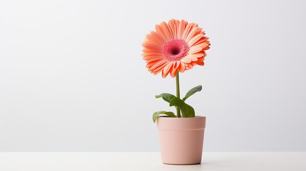 Foto foto de flor de gerbera em vaso isolada em fundo branco