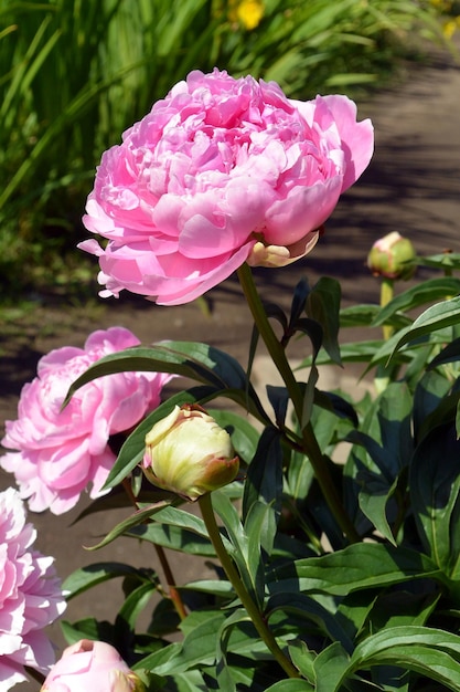 Foto foto de flor de rosa com fundo verde escuro desfocado