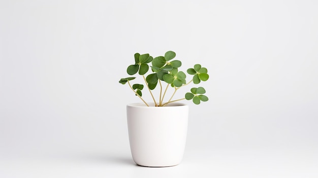 Foto de flor de trevo branco em vaso isolado em fundo branco