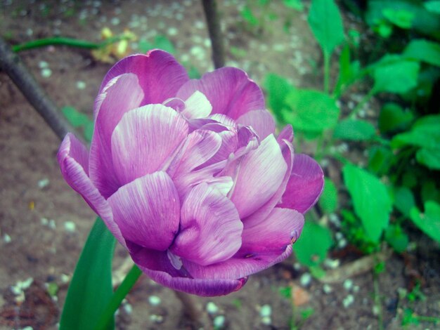 foto de flor de tulipa