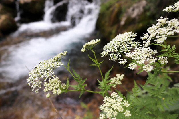 Foto foto de flor de yarrow e magnífico riacho