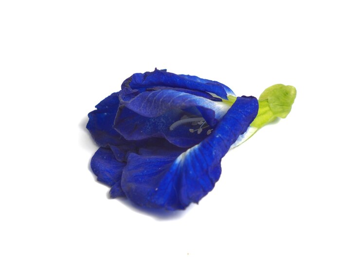 Foto foto de flores de ervilha frescas usadas para o chá.