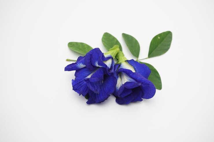 Foto foto de flores de ervilha frescas usadas para o chá.