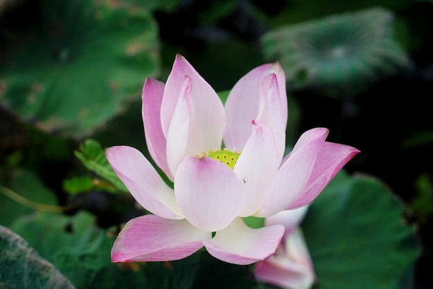 Foto de flores de lótus na lagoa