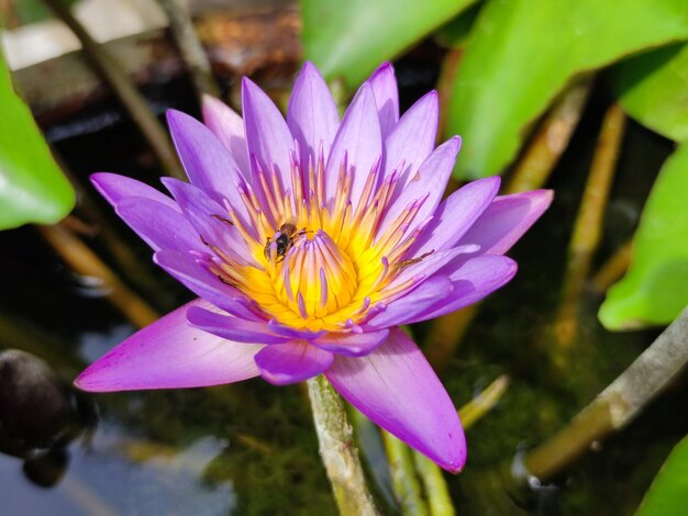 Foto de flores de lótus na lagoa