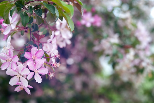 Foto de flores desabrochando nos galhos de macieiras, close-up de flores cor de rosa