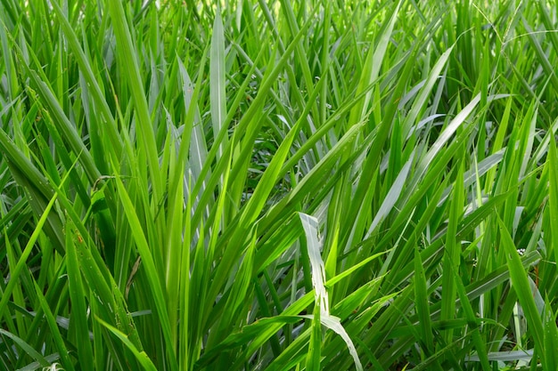 Foto de flores frescas e plantas verdes