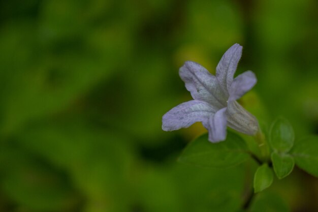 Foto de flores roxas da floresta tropical