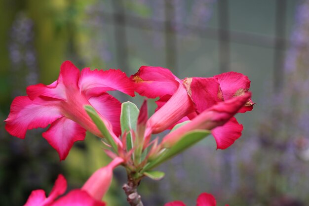 Foto de flores vermelhas rubras no jardim vermelho