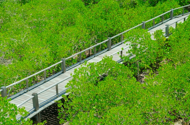 Foto de florestas férteis verdes dos manguezais de Tailândia.