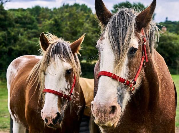 Foto de foco seletivo de cavalos com arreios vermelhos no santuário de cavalos Hillside, no Reino Unido