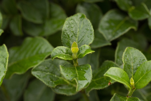 Foto de foco seletivo de crescimento de folhas verdes na floresta