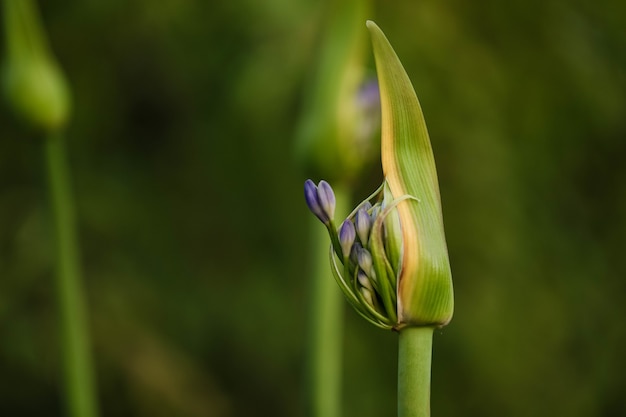 Foto de foco seletivo de um botão de agapanthus com uma flor prestes a estourar