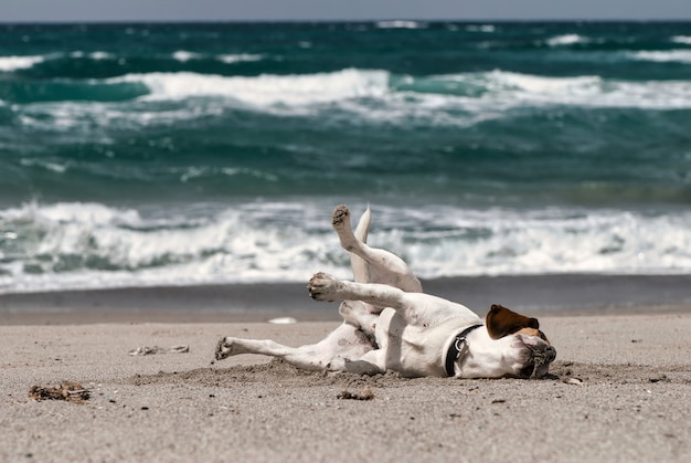 Foto de foco seletivo de um cachorro engraçado deitado na areia