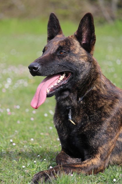 Foto de foco seletivo de um cão pastor holandês com a língua de fora no parque