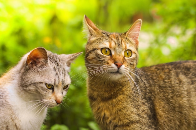Foto de foco seletivo de um casal de gatos