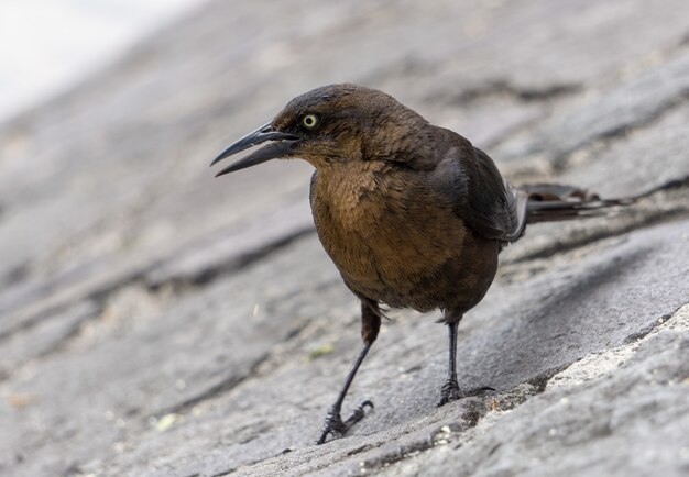 Foto de foco seletivo de um corvo marrom com olhar zangado na superfície rochosa